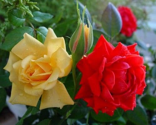 Growing Roses - red and cream roses