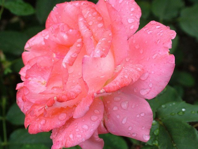 pink rose pruning and gardening perth