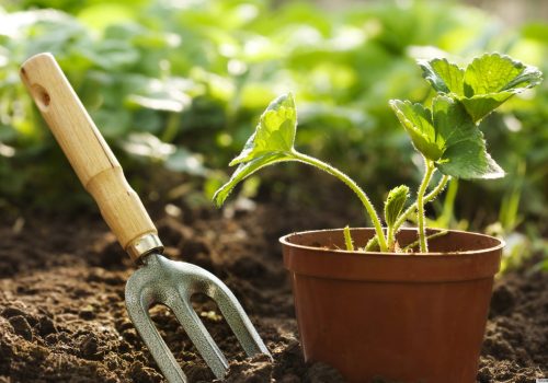 Gardening Tips for May