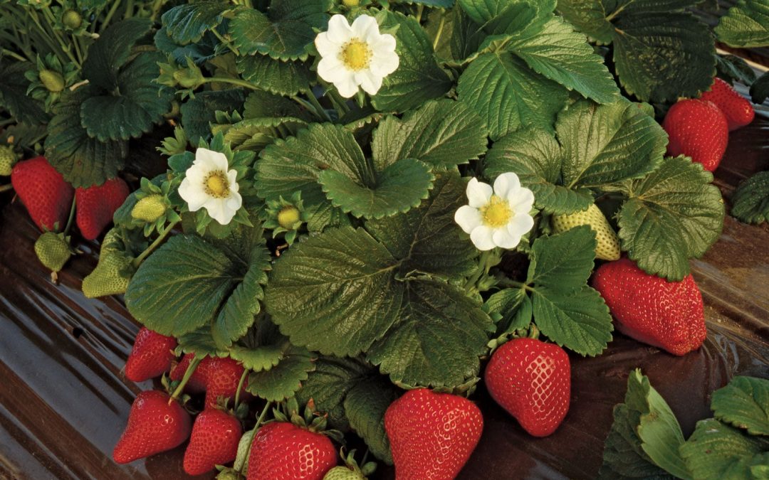 Strawberries are a delicious addition to any garden and provide a sweet treat all summer.