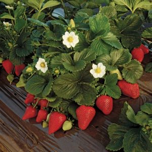 strawberryplants