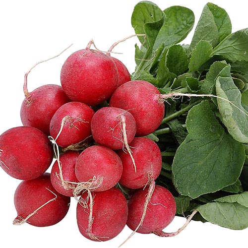 Learn About plants that grow well with Radishes