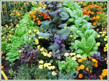 Companion Planting Guide - image of colourful, healthy garden
