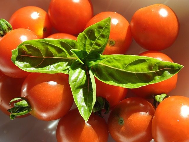 tomato and basil plants gardening