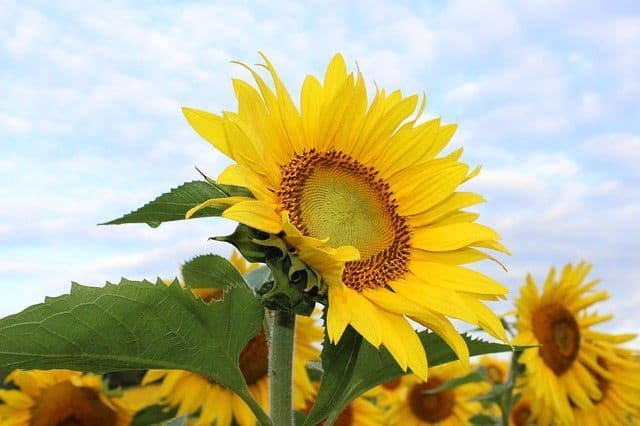 Sunflowers and plants for January Perth