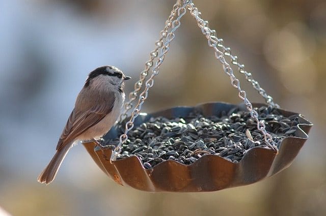 Bird Gardens. Image of Bird on feeder