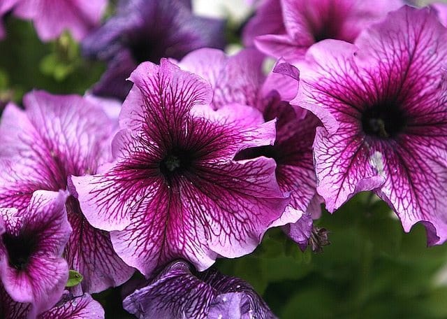 growing petunias with pink flowers