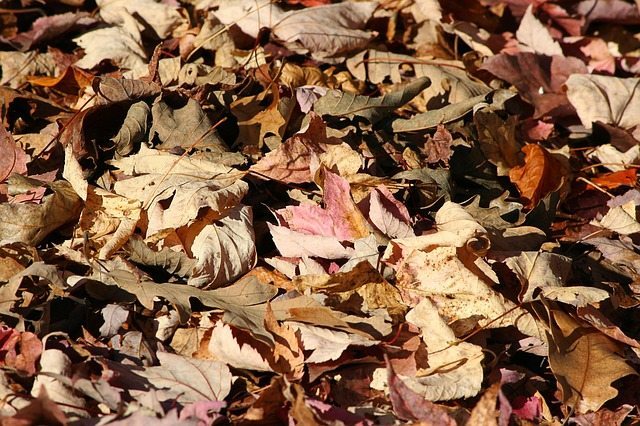 Autumn leaves as mulch