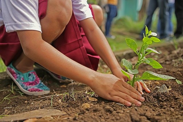 planting tree dirt soil checking