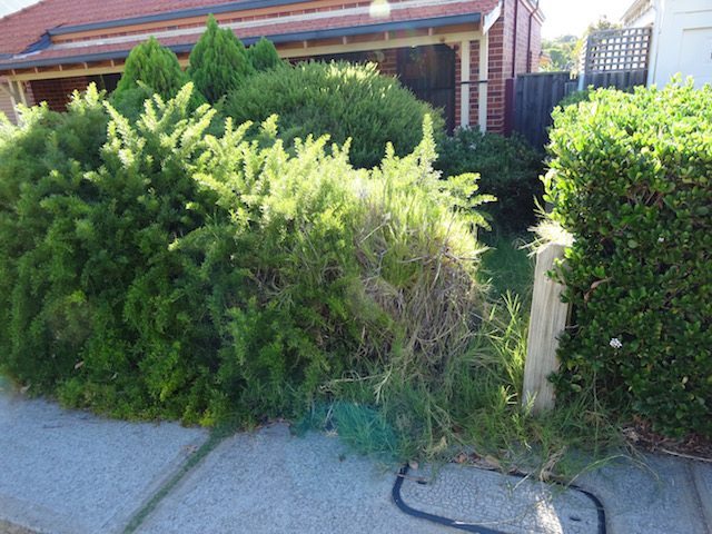 Overgrown hedge needing maintenance in Perth