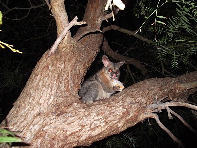 possum in tree garden pest Perth