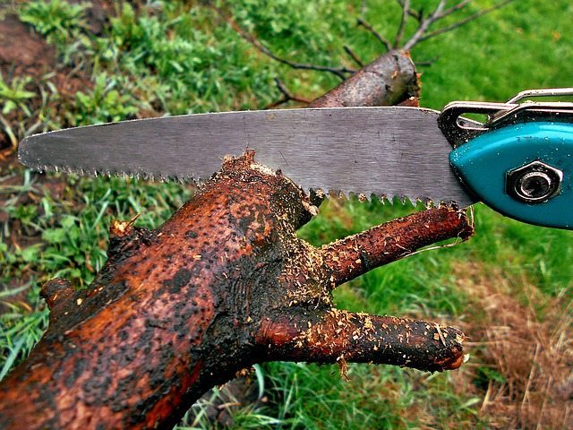 trimming tree branch hand saw perth garden