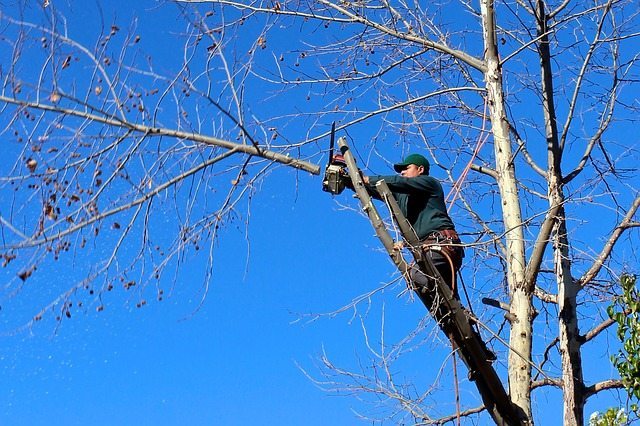  perth gardener tree trimming chainsaw
