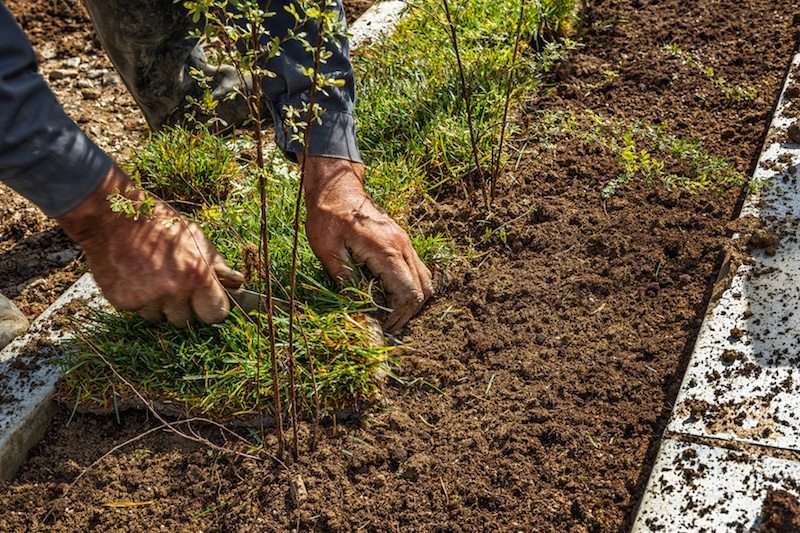 5 Useful Tips to Beautify your Garden