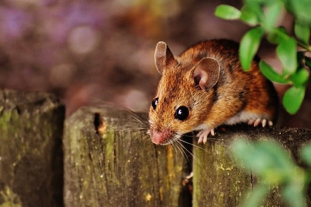 Reducing and Eliminating Your Rodent Problem