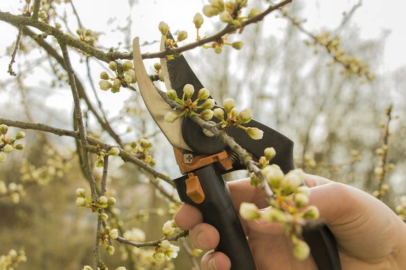 The Beginner’s Guide to Tree Trimming For a Better Yard