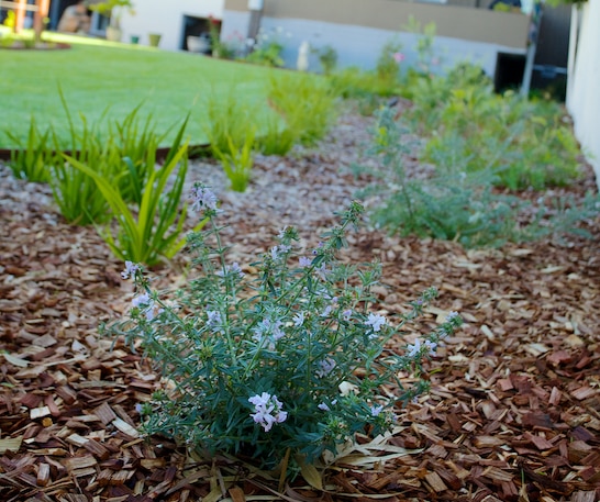 Weed Control Services Perth Perth Gardening Experts