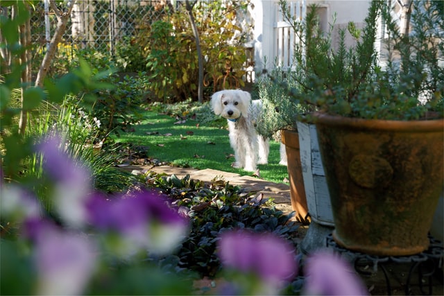 Create a perfect backyard for your pets and and choose the perfect plant for your garden