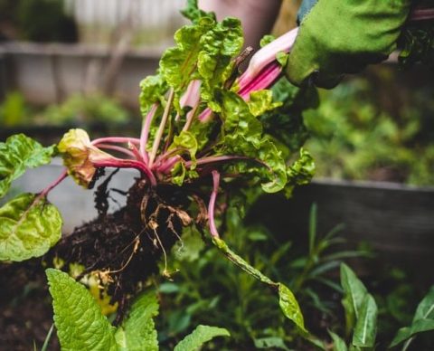 Growing A Veggie Garden in Perth