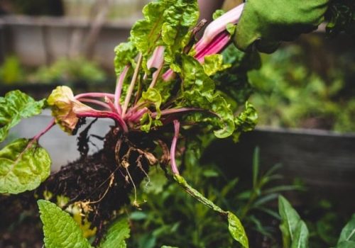 Growing A veggie Garden With the help of gardening expert in Perth