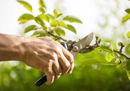 Essential Gardening Tools Every Gardener Should Own