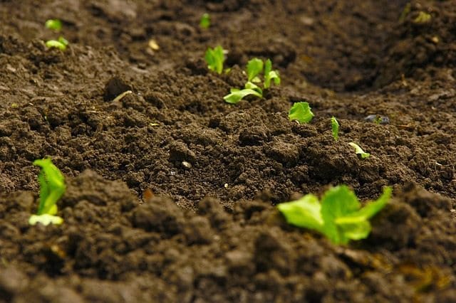 Best Soil for Plants in your Garden