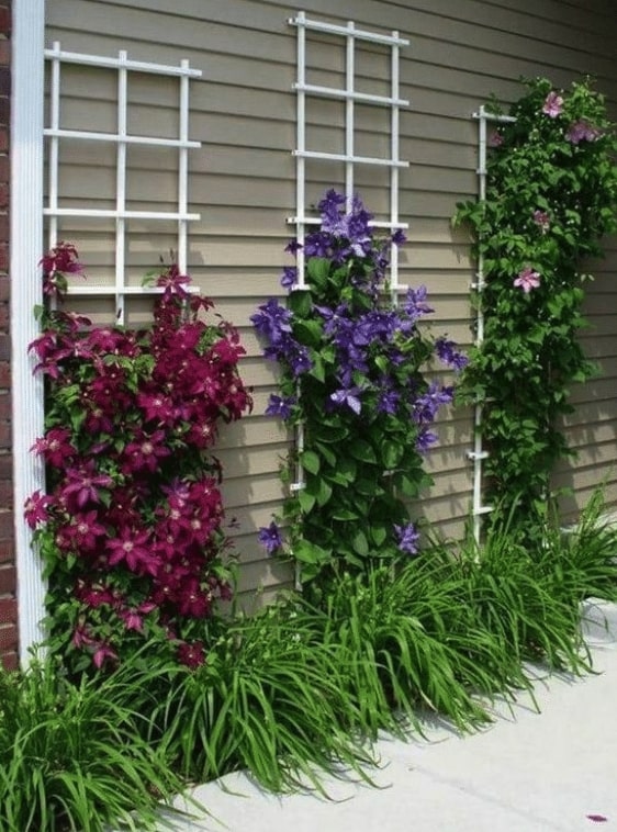 Colorful Flowering Plants Beautiful Clematis Flowers plants ideas