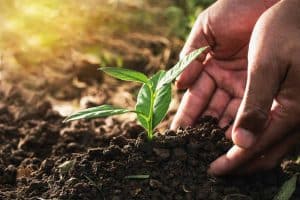 A Guide to Organic Fertilizers