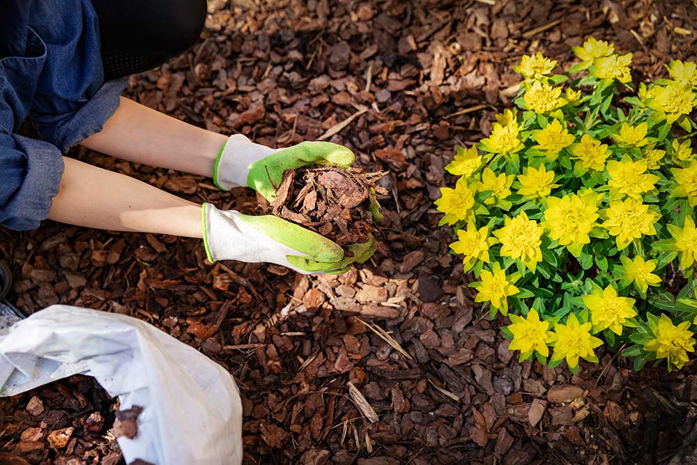 Know The benefits of mulching your garden in Perth