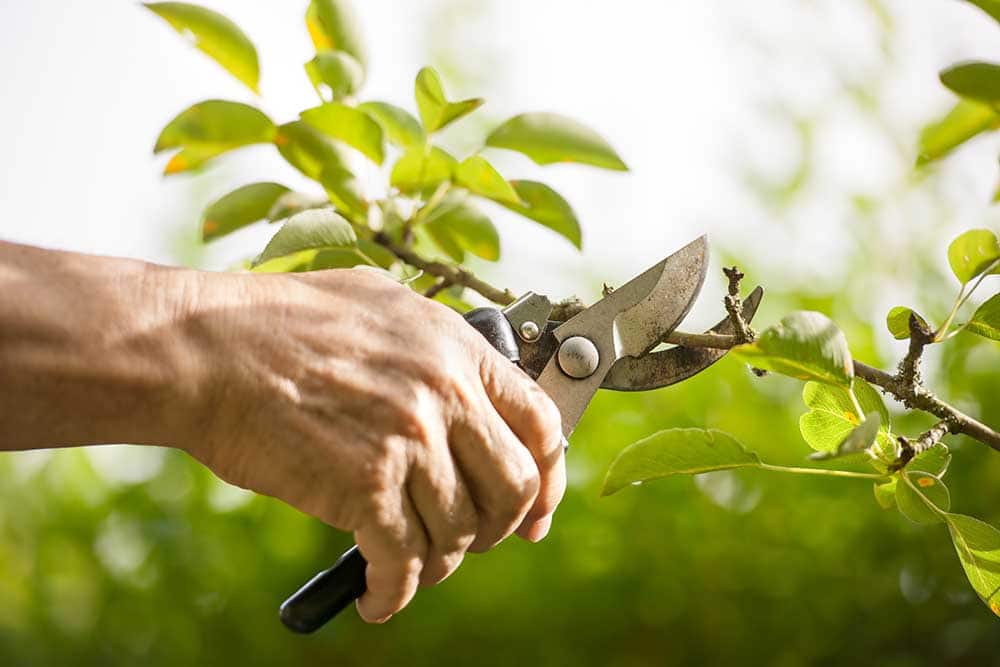 The Basics of Pruning Shrubs and Woody Plants