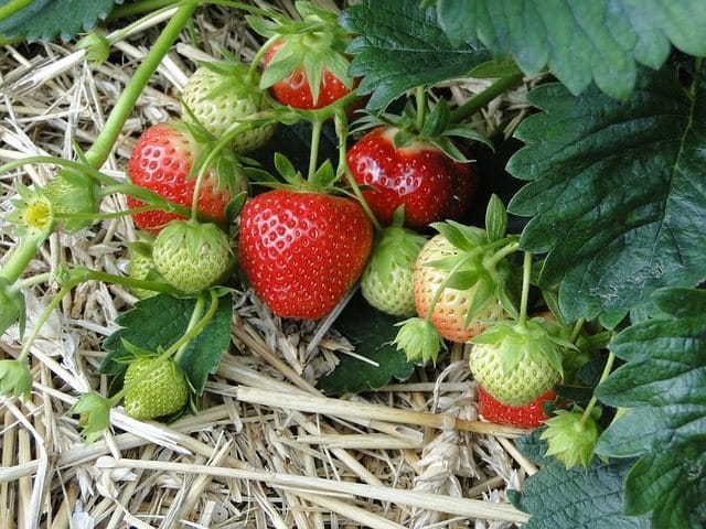 fertilise strawberries perth garden