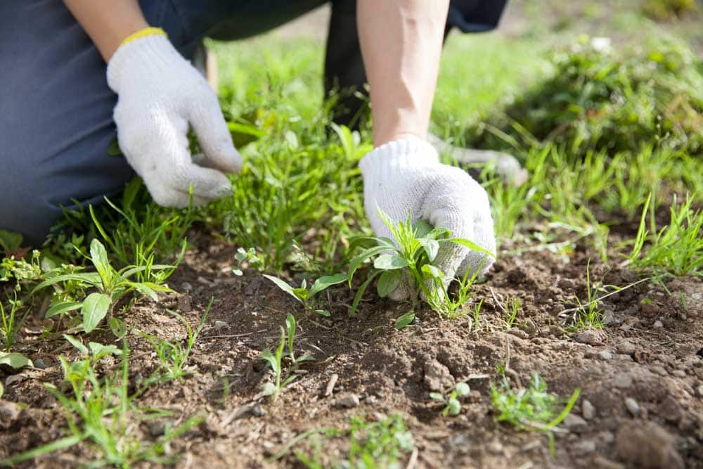 Effective Weeding Tips for a Weed Free Garden