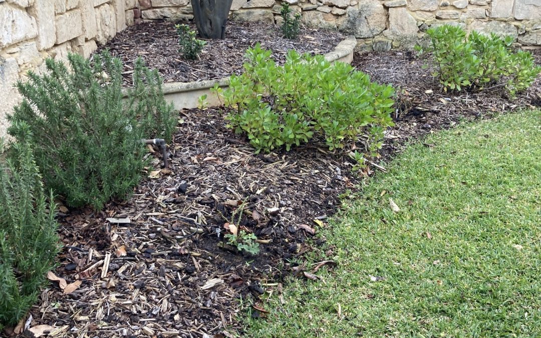 A tidy garden bed with no common garden weeds