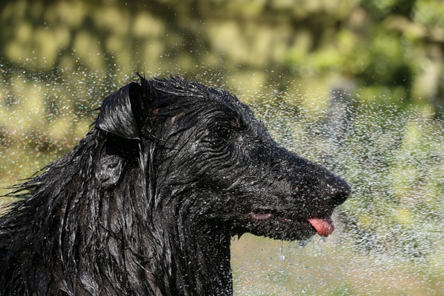 photo of dog playing with hose reticulation