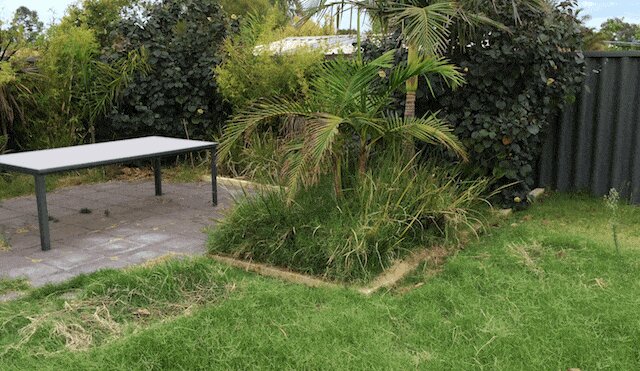 professional garden cleanup services in Perth
