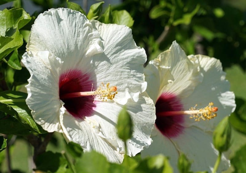 white and pick hibiscus flowers