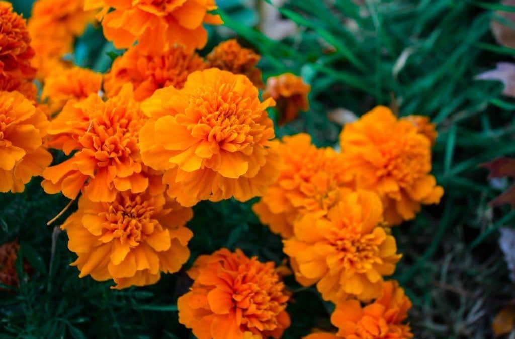 marigolds perth gardening