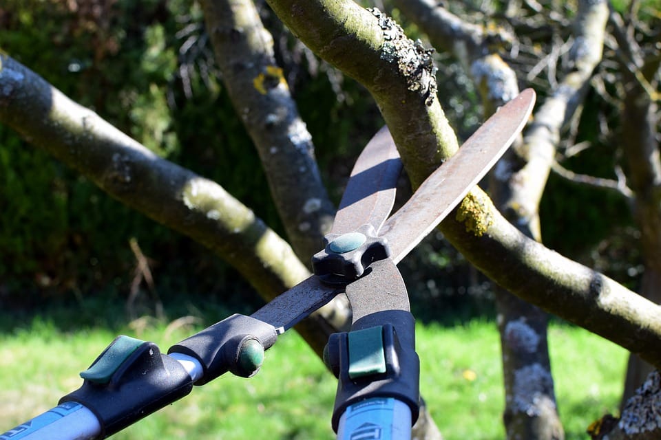 pruning a fruit tree with shears