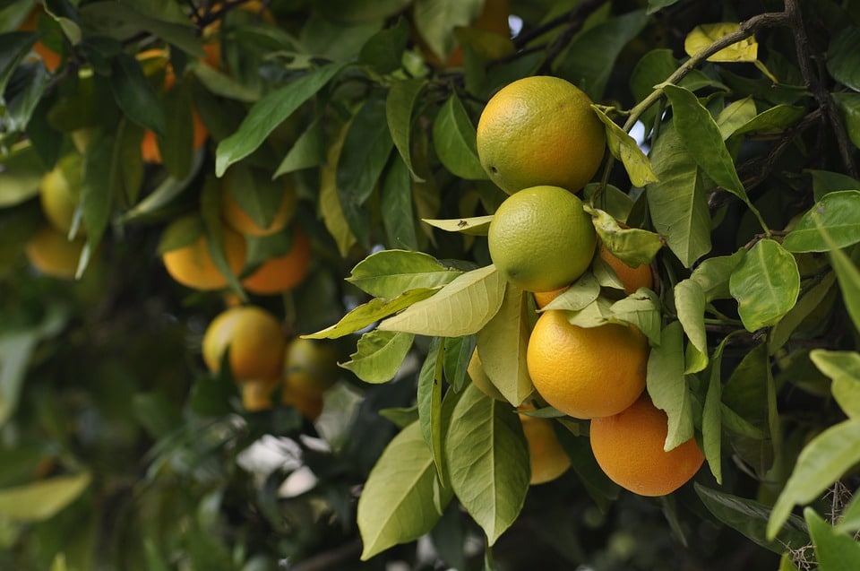 close up of fruit after lemon tree pruning