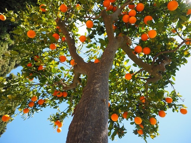Healthy Pruned Orange Tree