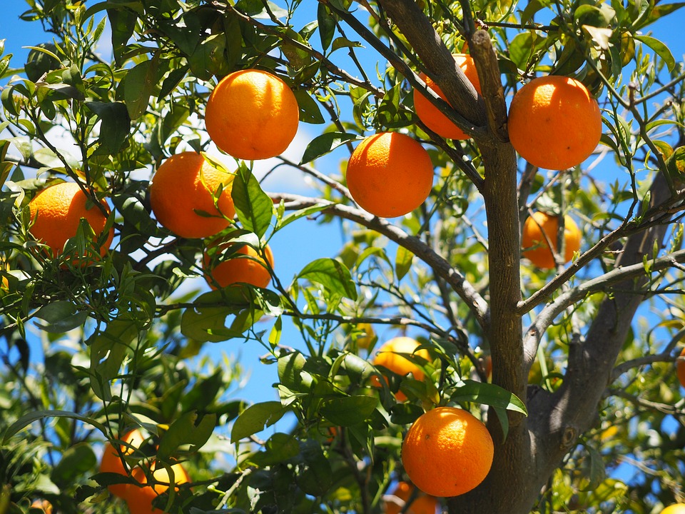 Close up of fruit on tree after orange tree pruning