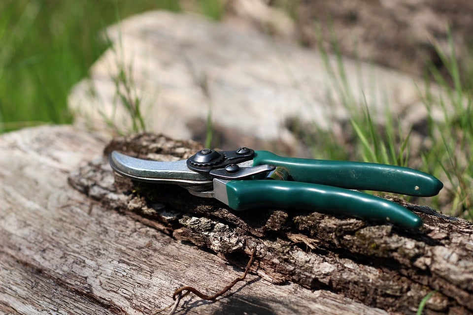 hand pruning shears tools to prune trees