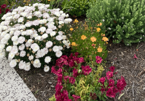 garden bed mulch woodchips