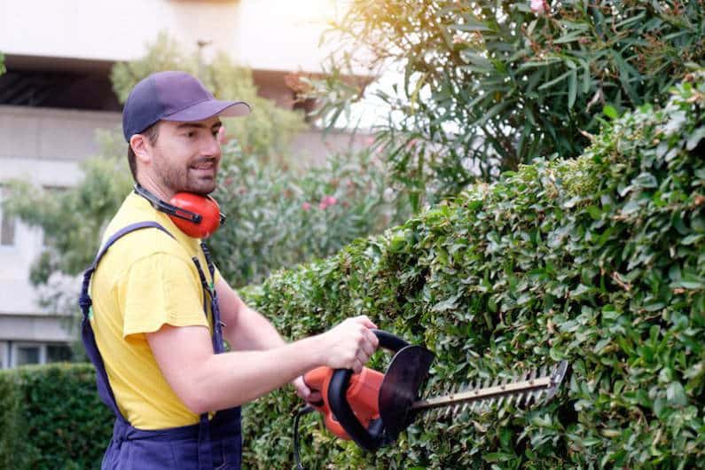 Image showing main doing hedge maintenance by trimming