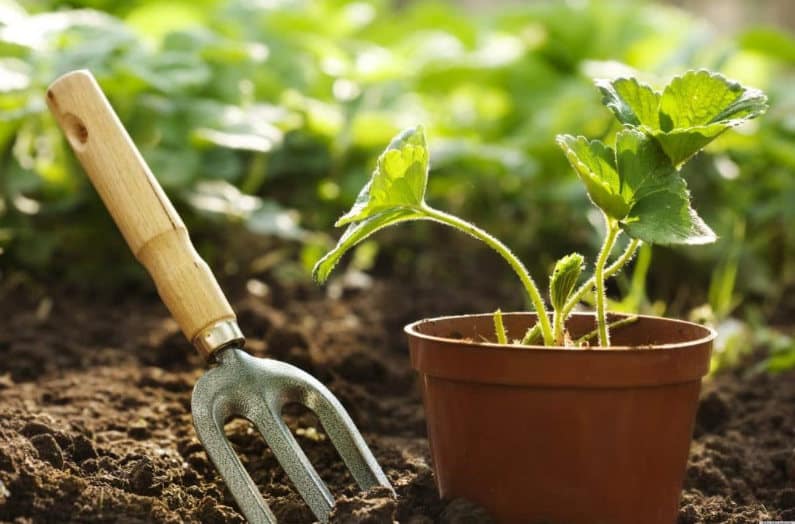May Gardening Tips, image of garden fork and plant pot