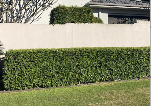 A front hedge in Perth