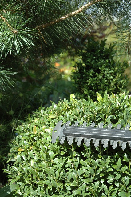 trimming boxwood hedge