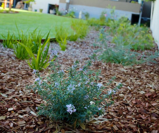 Small Blue Flowers In Dry Soil Of Garden