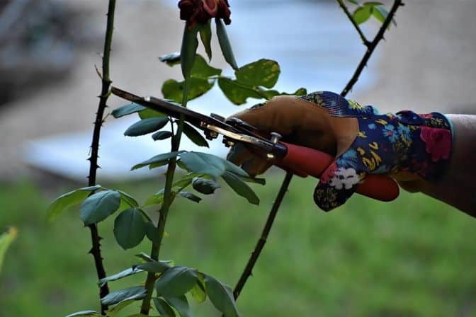 Rose pruning perth