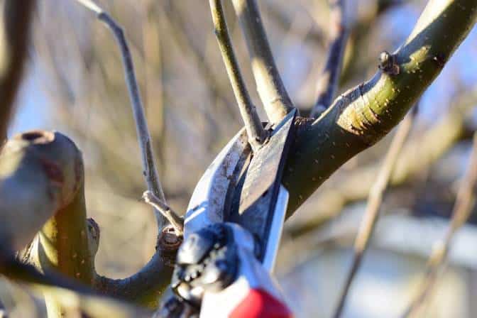 hand pruning tree branches perth